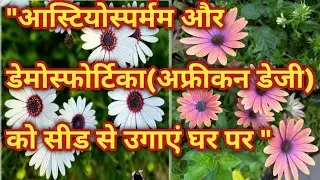 Winter Flower Seeds |Osteospermum& Demosfortica Growing from Seeds in Hindi❓#seeds#sowing#trand