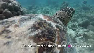 Seychelles' Coral Reefs: Africa's Tropical Paradise