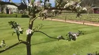 (Recapping) Bridge End Garden, Saffron Walden (First Live stream of the gardens in 2021)