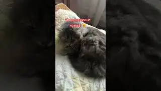 #funny #memes #pets #cute #doggo #dog