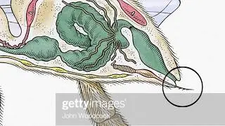 Apiology - The Scientific Study of Honey Bees