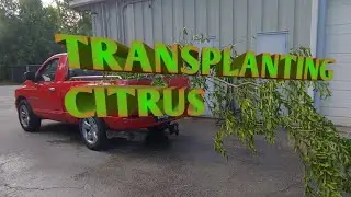 Transplanting large citrus tree.