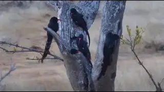 green wood hoopoes(Phoeniculus purpureus) at Naledi Dam - africam.com