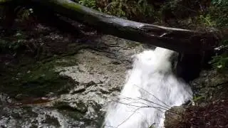 Steep Ravine Trail on a rainy day.
