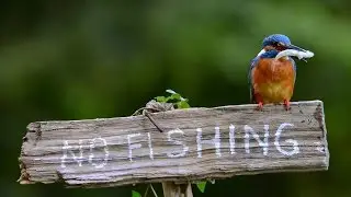 Kingfisher Bird - NO FISHING SIGN!!! - But Bird Catches a Fish Anyway - LOL
