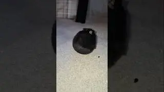 Der Kn&ouml;del ist dick geworden,  sie bewegt sich ja auch zu wenig 🫩
