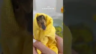 it&rsquo;s bath time! #duck #duckling #bath #asmrsounds #shorts #cute