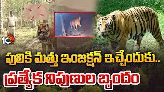 పులికి మత్తు ఇంజక్షన్ ఇచ్చేందుకు వస్తున్న ప్రత్యేక నిపుణుల బృందం | Elusive tiger traced Rajahmundry