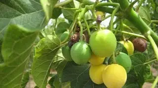 Physician nut/Purge nut/Barbados nut/Jatropha curcus - Purgative, Anticancerous, Biodiesel
