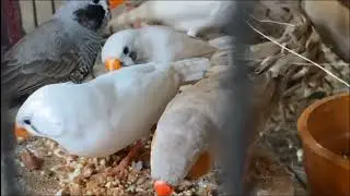 Best Soft Food for Birds | Healthy & Easy Homemade Bird DietMeta