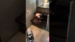 Baby goats talking