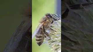 Honey Bee #bee