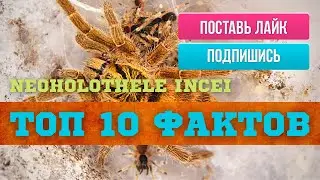 ТОП 10 ФАКТОВ | Паук-птицеед NEOHOLOTHELE INCEI.
