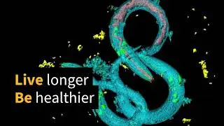 Blood pressure drug EXTENDS LIFE in animal experiment