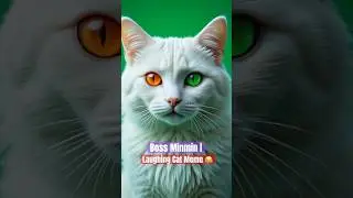 Boss Minmin Laughing Meme Will Have You in Tears  #fyp #cute #trending #viral #viralshorts