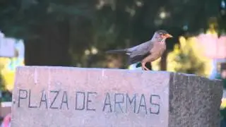 ICONOS | Plaza de Armas de #Talca + Diagonal Isidoro del Solar