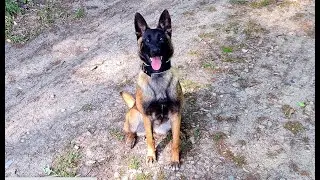 High Drive Malinois -  Control The Nature Of Your Dog