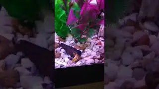 Rabbit snail giving birth