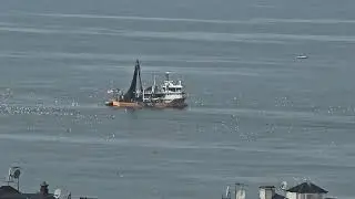 Karadeniz, Balık Avı, Martı, Trabzon, Blacksea Fishing, Seagull, Trabzon 