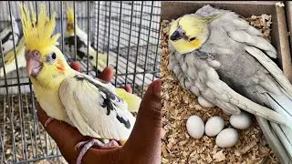 How to increase Cockatiel's prices in market | breeding business