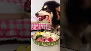 Immersive meal planning The puppy even has its own order of eating#Everything Is Lovely Pl