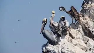 Peru: Ballestas, Otočje Ptic in Morskih Levov ; Popotnik 2016 - tvd8/3 pp