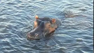 Curious hippo