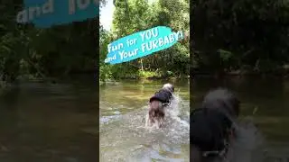 Dog Toy Social Media Advertisement | Upwork 2021