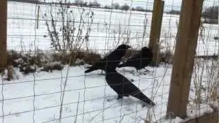 Dominant raven behaviour