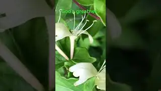 God&rsquo;s greatness/See the beauty of his nature.#nature #flowers #shorts