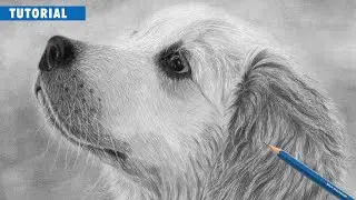 How to Draw a Realistic Golden Retriever Dog | Beginner Tutorial