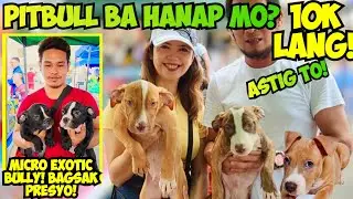 ASTIG NA PITBULL MERON SA GROTTO ANG MURA! SPECIAL SALE ANG MGA SELLERS NGAYON!