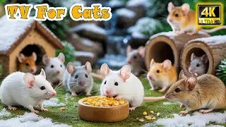 Cat TV Games－Real Mouse Run, Hide & Play to Prevent Boredom & Stress 😸 Entertainment Video for Cats