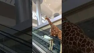 Our Ridgedale Center giraffe took a journey to the second level for our new location. 🦒