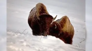 Buffalo on the Loose | Sons of Winter