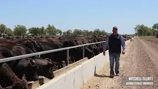 Mitchell Elliott - ALFA Young Lot Feeder of the Year 2022 Grand Finalist