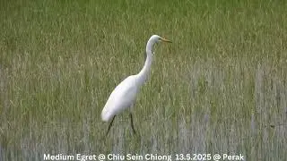 Medium Egret @ Chiu S C DSCN6538