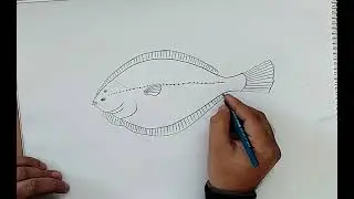 how to draw flat fish