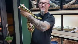 Une présentation de  python tapis de Cheyne (Morelia spilota cheynei) en attendant le Boiday 2020 !