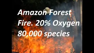 Amazon forest got fire in Hindi || Brazil fire|| Rainforest fire|| Amazon Forest catches fire