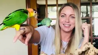 My birds try Christine&rsquo;s Chop Shop!