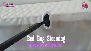 BED BUG STEAMING TREATMENT | KILLING BED BUGS WITH HEAT | BED BUG AUTHORITY |DIY BED BUG SOLUTIONS