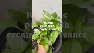 10-Minute Pasta with Easy Basil Sauce #easyrecipe #basil #pastasaucerecipe