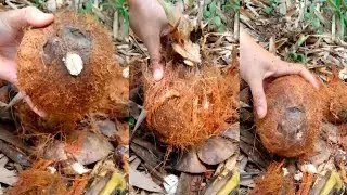 Coconut Exocarps Peeling & Chopping ASMR | Deep Natural Sounds for Relaxation