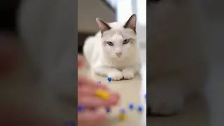 Cat Beads ASMR Magic 😻 Relax with Soothing Cat Sounds #shorts #cat #asmr