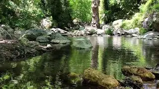 Mystical Forest Stream Sounds for Deep Relaxation & Meditation