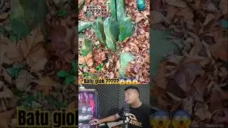 BATU GIOK MENGANDUNG EMAS #shorts #stone #batu #green