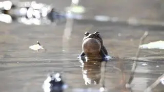 American Toad - calling