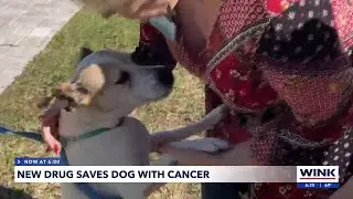 New leash on life; Cape Coral shelter dog beats cancer with drug being tested for humans