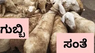 @AGRIANIMALS every Monday sheep and goats market at gubbi part 3